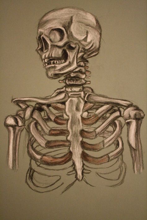 Skeleton Sketches, Skeleton Study, Bone Painting, Aesthetic Skeleton, Skeleton Drawing, Skeleton Drawings, Human Body Art, Gcse Art Sketchbook, A Level Art Sketchbook