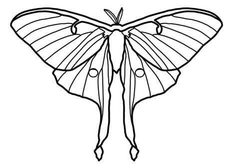 Luna Moth Stick And Poke, Luna Moth Stencil, Luna Moth Coloring Page, Luna Moth Line Drawing, Luna Moth Wings Drawing, Luna Moth Clip Art, Lunar Moth Outline, Luna Moth Line Art, Luna Moth Drawing Simple