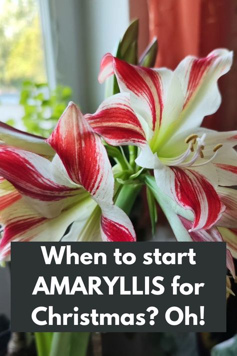 Timing is Everything: When to Start AMARYLLIS for a Spectacular Christmas Display? Oh, the anticipation! 🎅🌼 Discover the perfect timing to begin growing your amaryllis bulbs for a breathtaking holiday bloom. Learn the secrets to ensure stunning flowers in time for Christmas festivities. From planting to nurturing, our expert guide provides step-by-step instructions for a successful and festive amaryllis display. Don't miss out on the joy and beauty this holiday season! IG Photo by: emilbencat Amaryllis Flower Arrangement, Amaryllis Care After Bloom, Amaryllis Display, Amaryllis Arrangement Christmas, Amaryllis Centerpiece, Amaryllis Arrangement, Amaryllis Care, Amaryllis Christmas, Planting Calendar