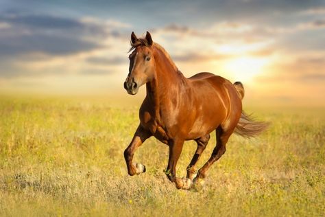 Why Are Horse Tails So Different From Zebras and Donkeys ... Male Horse, Horse Running, Red Horse, Horse Tail, Horse Feed, Horse Names, Appaloosa Horses, Goddess Of Love, Horse Photos