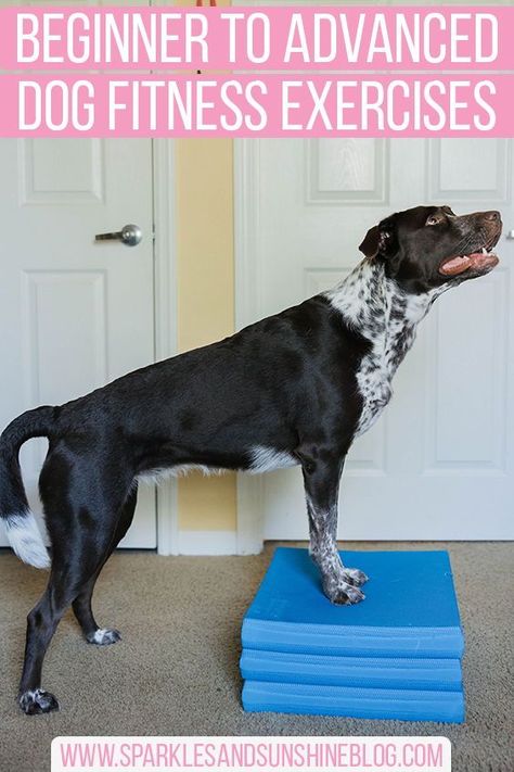 Indoor Dog Exercise, Dog Fitness Exercise, Dog Agility Training Exercises, Dog Exercise Equipment, Diy Dog Training Equipment, Diy Dog Agility Equipment, Dog Exercise Ideas, Fun Ways To Exercise, Lab Puppy Training