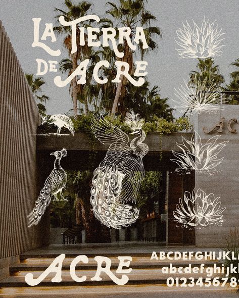 La Tierra De Acre | a case study by @1924us The Acre group is one of the most thorough clients we’ve ever had. Their whole perspective on bringing the best of local Mexican culture to their tables and their customer. We had the pleasure of doing a massive brand-build out alongside them. From developing menus, fonts and websites it extended into one of their local deep passion projects: some of the finest mezcal in Los Cabos. Mezcal is a labor of love and takes immense time to craft before... Mexican Mood Board, Mexican Minimalism, Mexican Gothic Aesthetic, Mezcal Branding, Cultural Illustration, Mexican Branding, Mexicana Aesthetic, Latin Aesthetic, Mezcal Brands