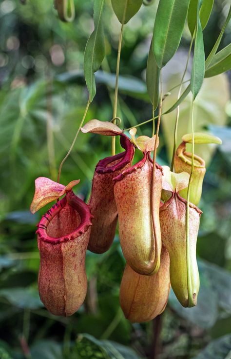 Pitcher Plant Care: the Complete Guide — Bees and Roses. Gardening tips and hacks. Pitcher Plant Care, Plant Tattoos, Water Garden Plants, Insectivorous Plant, Aesthetic Plant, Aesthetic Plants, Plants Aesthetic, Pitcher Plant, Plant Guide