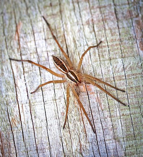 35 Common Types Of Spiders In Georgia (WITH PHOTOS) Types Of Brown, Spider Identification Chart, Georgia Pictures, Bug Rings, Hobo Spider, Spider Identification, Long Leg Spider, Common Spiders, Dangerous Spiders