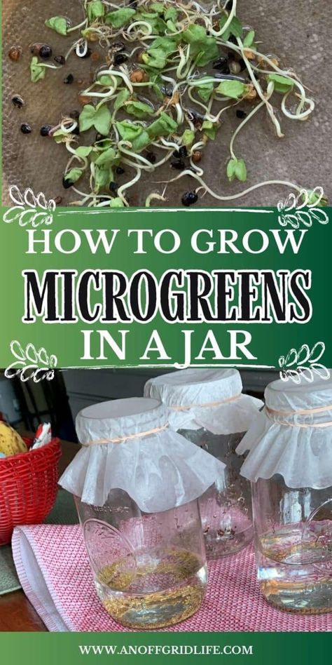 How to Grow Microgreens in a Jar at Home Growing Sprouts At Home, Diy Sprouting Jar, How To Grow Sprouts In A Jar, Growing Sprouts In A Jar, Growing Microgreens Without Soil, Growing Microgreens At Home, Micro Greens Growing Indoors Setup, Grow Microgreens Indoors, How To Grow Microgreens At Home