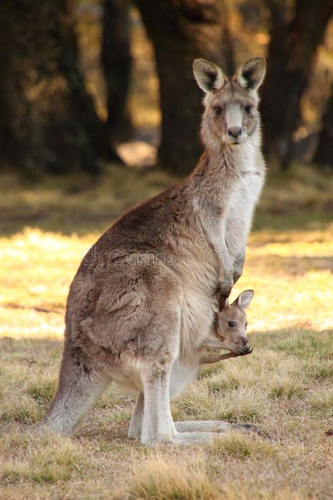 Kangaroo And Joey, Australian Mammals, Kangaroo Baby, Red Kangaroo, Tattoo Nature, Pet Raccoon, Australia Animals, Australian Wildlife, Rare Animals