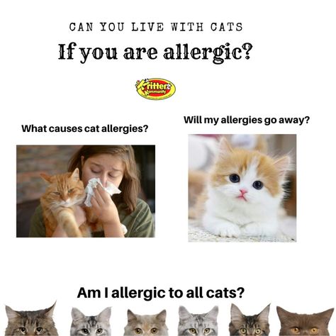 Cat Allergies: Can You Live With Cats If You Are Allergic? • Kritter Kommunity Cat Allergy Remedies, Cat Allergy, Dog Pens, Dog Anatomy, Outdoor Cat Enclosure, Living With Cats, Cat Anatomy, Cat Allergies, Cat Sitter