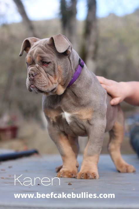 Olde English Bulldog Puppies, Anime Puppy, American Bulldog Puppies, Pitbull Dog Breed, Olde English Bulldogge, Cute Bulldog Puppies, Bully Breeds Dogs, Dog Line Art, Bulldog Breeds