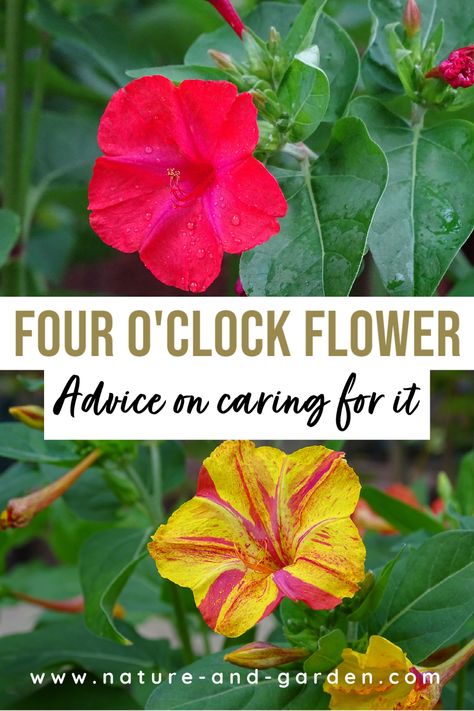 Four O'clock Flowers In Pots, 4 O’clock Flowers, 4 O Clock Flowers, 4 Oclock Flowers, Four Oclock Flowers, Four O Clock Flowers, Flower Fertilizer, Wilted Flowers, Picked Flowers