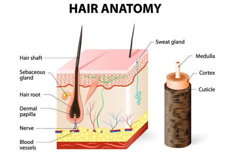 Stages Of Hair Growth, Professional Hair Color Chart, How To Maintain Hair, Hair Anatomy, Natural Hair Care Routine, Unwanted Hair Growth, Hair Growth Cycle, Sweat Gland, Hair Growth Supplement