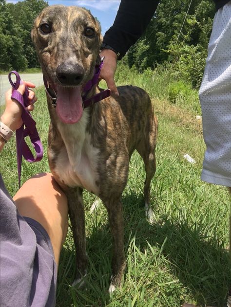 My baby. #greyhound #rescue #retiredracer #brindle Greyhound Brindle, Brindle Greyhound, Dog Marriage, Greyhound Rescue, Italian Greyhound Dog, Grey Hound Dog, Cat Person, Hound Dog, Dog Photography