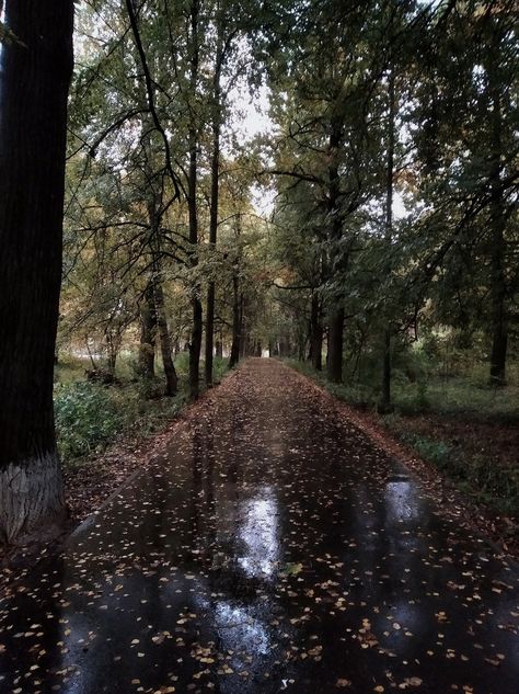 autumn, alley, wet asphalt Wet Autumn, Tv Girl, Time Of The Year, My Favourite, The Year, Tv, Floral