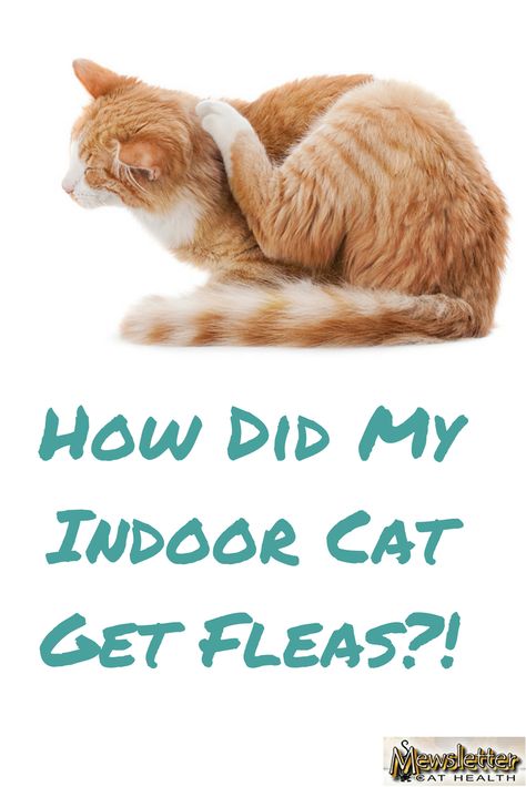 How did my indoor cat get fleas? Fleas On Cats, Cats In The Cradle, Cat Diseases, Inside Cat, Best Cat Food, Flea Prevention, Beautiful Kittens, Cats Cradle, Indoor Cats