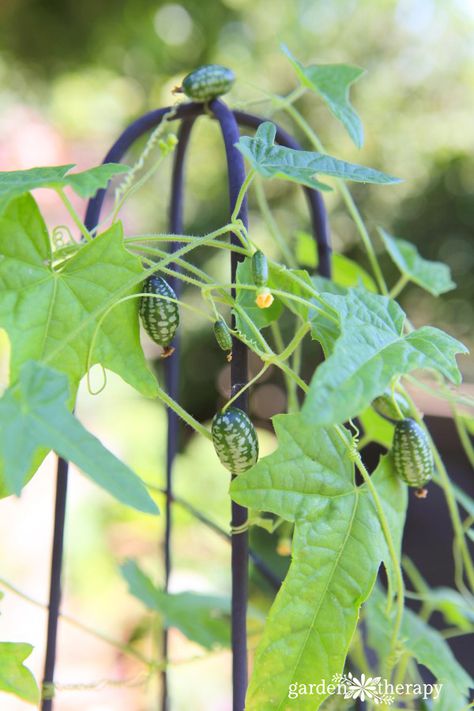 Cucamelon Trellis, Tall Trellis, Vertical Growing, How To Grow Watermelon, Diy Bamboo, Edible Landscape, Hobby Farming, Brick Patterns Patio, Edible Gardening