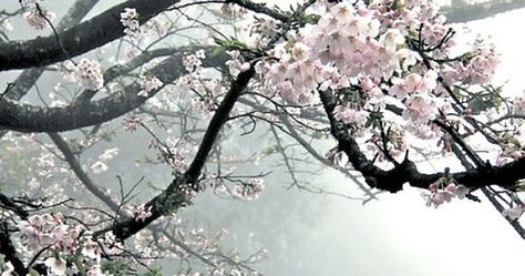 Photo Flowers Sakura, Tumblr Banner, Dark Souls Artwork, Soft Pink Theme, Cute Headers, Sakura Tree, Be Positive, Japan Aesthetic, Aesthetic Japan