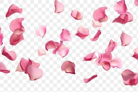 Portfolio Aesthetic, Pink Birthday Decorations, Pink Rose Petals, About Rose, Fall White, White Petals, Flowers Png, Pink Petals, Pink Birthday