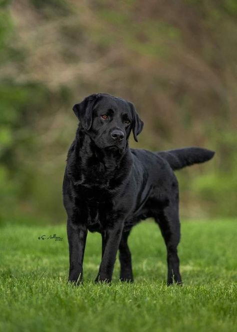 Black Lab Photography, Lab Photography, Labrador Retriever Black, Black Lab Dog, Black Labs Dogs, Fuzzy Wuzzy, Black Labrador Retriever, Lab Dogs, Pretty Dogs