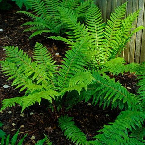 Wood fern - FineGardening | Wood fern, Landscaping with rocks, Ferns garden Backyard Flowers Beds, Wood Fern, Ferns Garden, Fine Gardening, Fern Plant, Tree Care, Outdoor Backyard, Landscaping With Rocks, Outdoor Landscaping