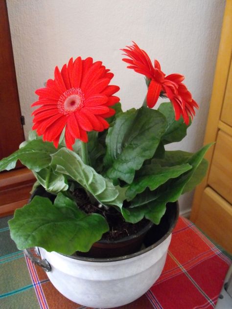 Barberton daisy indoor plant Gerbera Daisy Seeds, Barberton Daisy, Daisy Plant, Diy Lush, Big Indoor Plants, Toxic Plants For Cats, Croft House, Safe House, Lush Bath