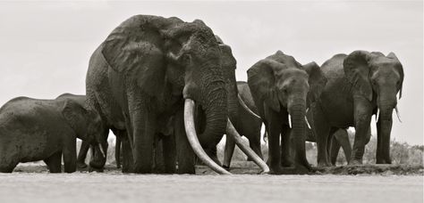 “Every ivory bracelet, pendant or trinket represents a dead elephant,” says Goodall. “The problem is that as long as there are loopholes for selling ivory legally, the illegal trade will continue. A total ban on the sale of ivory is the only way forward. Social media can amplify the message and put pressure on your government, and ultimately it is up to us to give a voice to the voiceless.” Bull Elephant, Ivory Trade, Elephant Photography, Elephants Never Forget, Biggest Elephant, Elephant Pictures, Save The Elephants, Indian Elephant, Elephant Love