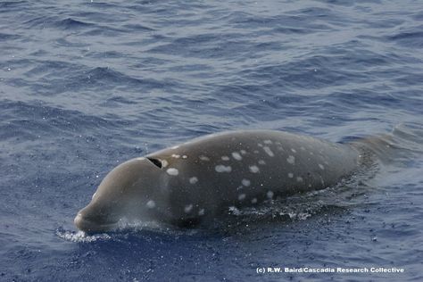 Animal Facts Interesting, Beaked Whale, Interesting Animals, Marine Mammals, Ocean Creatures, Amazing Animals, Sea World, In The Ocean, Ocean Life