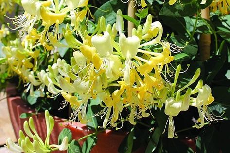 The honeysuckle family offers fragrant flowers and vines that climb vigorously without needing much care, but they can be invasive in the landscape. That's why growing honeysuckle in a container is a win-win idea. Use a large container in full sun with well-drained soil for best results. Growing Honeysuckle, Grow Honeysuckle, Potted Plants Full Sun, Honeysuckle Plant, Honeysuckle Vine, Honeysuckle Flower, Front Yard Garden, Garden Boxes, Fragrant Flowers