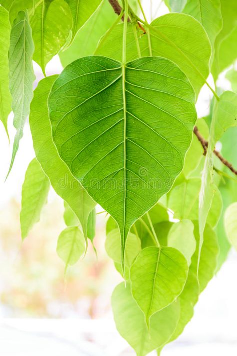 Image Of Leaf, Bodhi Tree Art Painting, Peepal Leaf Painting, Bodhi Leaf Art, Peepal Leaf Art, Bodhi Tree Leaf, Bodhi Tattoo, Bodhi Tree Art, Peepal Leaf