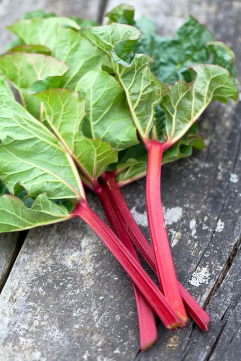 How To Plant & Grow Rhubarb - And Safely Harvest It Too! Grow Rhubarb, Rhubarb Plant, Edible Stem, Growing Rhubarb, Rhubarb Plants, Veggie Delight, Tiny Plants, Spring Vegetables, Mother Plant