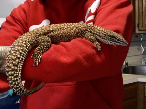 Ackie Monitor Ackie Monitor Lizard, Ackie Monitor Enclosure, Ackie Monitor, Asian Water Monitor, Savannah Monitor, Bear Dog Breed, Memphis Zoo, Poisonous Snakes, Pet Lizards