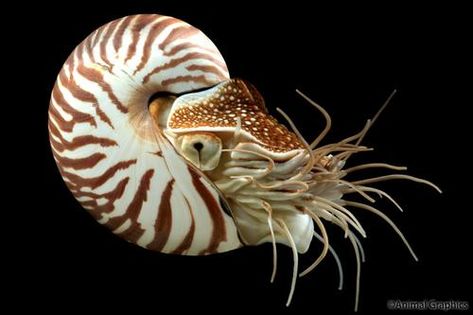 Nautilus Tattoo, Chambered Nautilus, Deep Sea Creatures, Animal Study, Beautiful Sea Creatures, Nautilus Shell, Marine Fish, Underwater Creatures, Underwater Life