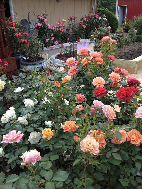 The resiliency of roses. How to maintain beautiful roses. Water chart soil amendments, etc. Potted Rose Garden, Royal Rose Garden, Small Backyard Rose Garden, Red Roses Garden Landscape, Indian Rose Flower, Water Chart, Soil Amendments, Spring Rose, Indian Garden