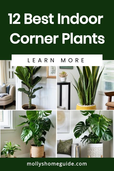 Looking to add some greenery to your home decor? Explore the best indoor corner plants that will liven up any living room corner. From low light indoor plants to indoor plants for living room corners, there are plenty of options to choose from. Transform your space with stylish indoor plants decor on the floor or in the corner windows. Discover apartment plant ideas and tall indoor plant rack ideas for a touch of nature in your home. Arranging House Plants Living Rooms, Plant In Corner Living Room, Tall Plant Living Room, Arranging Plants In Living Room, Bedroom Corner Plants Decor, Apartment Plant Ideas, Plant Lights Indoor Setup Living Room, Tall Decor Ideas For Corner, Inside Plants Decor Living Room