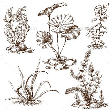 Sketch of Underwater Plants - Flowers & Plants Nature Underwater Drawing, Underwater Flowers, Lilies Drawing, Ocean Plants, Plant Sketches, Sea Flowers, Underwater Plants, Petit Tattoo, Marine Plants