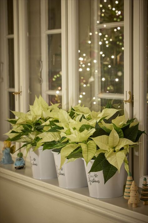 Craft a striking Christmas centerpiece using three cream poinsettias in white pots and petite wooden trees, all in Scandi style. 🌲❄️ #poinsettias #homedecor #tabledecor#christmasdecor #rusticscandi #christmas #countrystyleroom White Pots, Wooden Trees, White Pot, Christmas Centerpiece, Christmas Poinsettia, Wooden Tree, Elegant Flowers, Scandi Style, Christmas Centerpieces