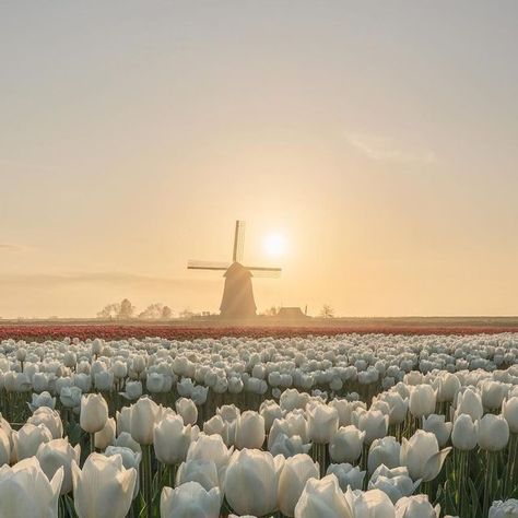 Nick de Jonge on Instagram: "Excited to announce that these 10 images from previous tulip seasons will be exhibited later this month! So proud and excited, stay tuned 😉  Which is your favorite? 1-10  Will you visit Holland this month? Best month of the year! Tag someone you want to visit these fields with! 📸🌷  ‼️Please always have permission to enter the fields!  #spring #lente #tulips #tulip #tulipan #keukenhof #netherlands #dutch #amsterdam #floweroftheday #tulipseason #flowerphotography #flowerfields #fleurs #flores #blumen #bloemen #nature #travelphotography #trending #earth #earthday #bucketlist #workshop #flowersofinstagram   Will you visit this year?" Amsterdam Tulips, Tulip Season, Tulip Fields, So Proud, Months In A Year, Tag Someone, Earth Day, Aerial View, Flowers Photography