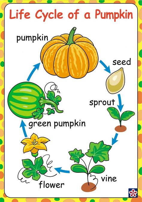 Free Printables of the Parts and Life-cycle of a Pumpkin | TeachersMag.com Pumpkin Educational Activities, Pumpkin Informational Writing, Pumpkin Unit Kindergarten, Pumpkin Life Cycle Kindergarten, Life Cycle Kindergarten, Lifecycle Of A Pumpkin, Pumpkin Life Cycle Craft, Pumpkin Activities Preschool, Life Cycles Kindergarten