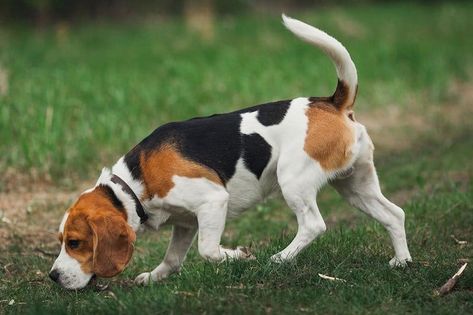 Beagle - Breed Profile | Australian Dog Lover Hunting Dog Names, Dog Landscape, Beagle Breeds, Hound Dog Breeds, Dogs Playing, Cute Beagles, Dog Poses, Animal References, Beagle Puppy