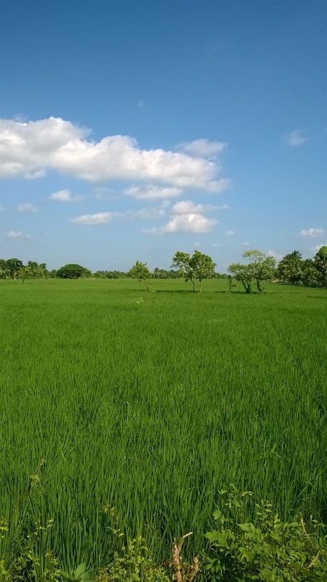 Paddy Field, Green Pastures, Field Wallpaper, Lettering Guide, Green Pasture, Grass Field, Countryside House, Flower Backgrounds, Nature Pictures