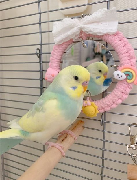 Baby Parakeets, Budgies Parrot, Budgie Bird, Parakeet Toys, Budgies Bird, Budgie Parakeet, Cute Small Animals, Parakeets, Pretty Animals