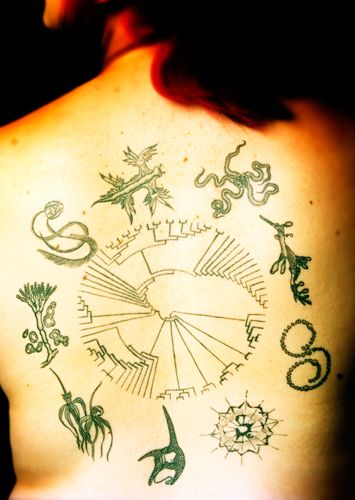 "I have been fascinated by the biological world for as long I can remember," writes Clare D'Alberto, a graduate student in zoology at Melbourne University, "so when I decided to get a tattoo it seemed logical that I look within my field for inspiration. Biology Tattoo, Scientific Tattoo, Evolution Tattoo, Science Tattoo, Science Tattoos, Funky Tattoos, Omerta Tattoo, Geek Tattoo, Octopus Tattoo