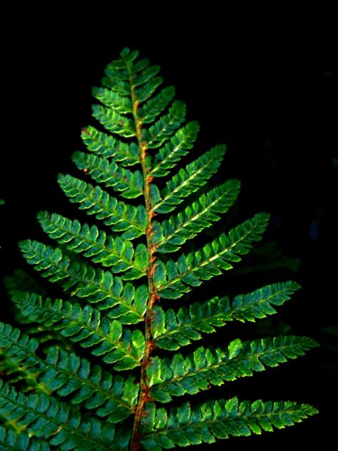 Japanese Tassel Fern Care - Tips For Growing Tassel Ferns In The Garden Tassel Fern Plants, Japanese Tassel, Tassel Fern, Fern Tree, Fern Care, Fern Plants, Ferns Care, Woodland Gardens, Deer Resistant Plants