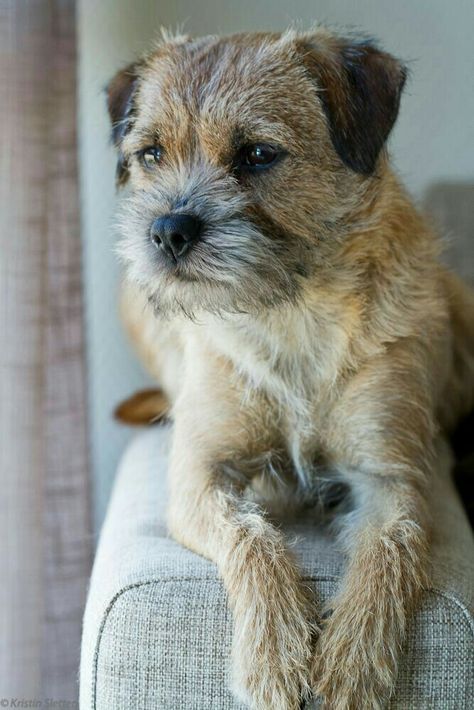 Dogs Reference, Dog Grooming Salon Decor, Border Terrier Puppy, Brown Dogs, Border Terriers, Disabled Dog, Border Terrier, Best Dog Breeds, Brown Dog