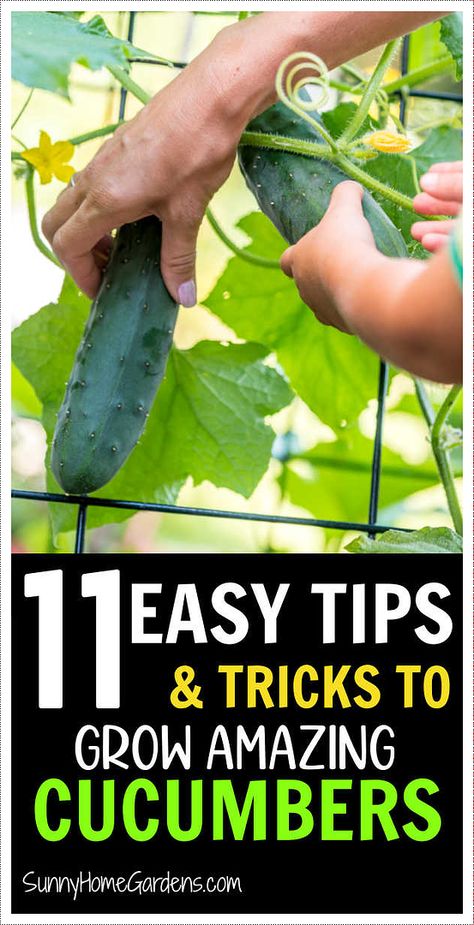 Gardening cucumber plants doesn't need to be difficult. Here are some easy tips, tricks, and ideas to make growing cucumber easier in your edible garden. Cucumber Companion Plants, Cucumber Growing, Bitter Cucumbers, Backyard Vegetable Garden, Cucumber Gardening, Frugal Gardening, Seedlings Indoors, Vegetable Garden Tips, Cucumber Plant