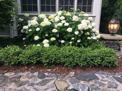 Boxwood Hydrangea, New England Landscaping Front Yard Garden Design, Annabelle Hydrangea Front Of House, White Hydrangea Landscaping Front Yard, Hydrangeas And Boxwoods, White Wedding Hydrangeas, Hydrangea Front Of House, Hydrangea Landscaping Front Yards, Hydrangea Tree Landscaping