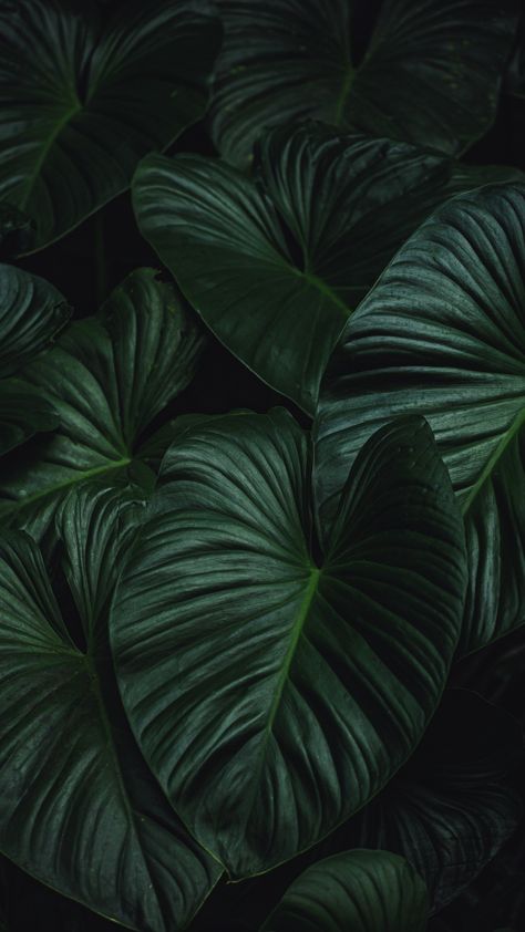 Plants Wild Plants Photography, Midnight Green Wallpaper Iphone, Dark Green Plants Aesthetic, Goth Plant Aesthetic, House Plant Wallpaper, Dark Plant Wallpaper, Dark Jungle Aesthetic, Plant Lockscreen, Dark Plant Aesthetic