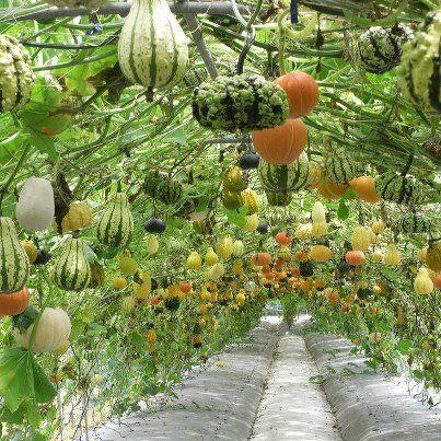 veggie ceiling! Garden Ornaments Ideas, Ornaments Ideas, Pumpkin Garden, Old Garden, Vegetable Garden Planning, Vegetable Garden Diy, Aesthetic Garden, Garden Arches, Garden Decor Ideas