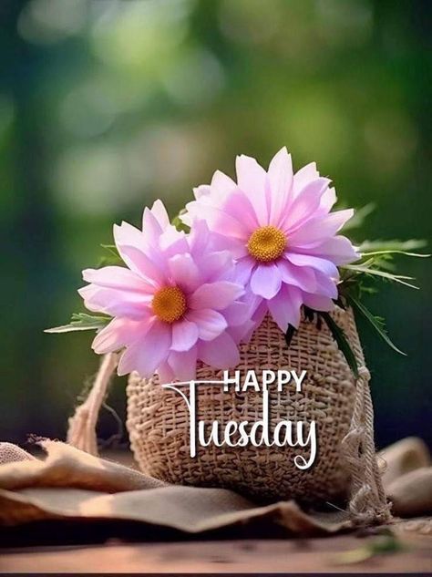 Happy Tuesday Images, Happy Tuesday Morning, Tuesday Greetings, Tuesday Images, Grand Rising, Good Evening Messages, Flowers Basket, Good Morning Tuesday, Friends Images