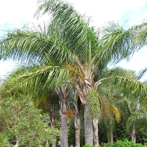 Queen Palm Tree, Palm Tree Types, Queen Palm, Mexican Fan Palm, Tropical Backyard Landscaping, Fishtail Palm, Florida Trees, Florida Palm Trees, Palm Trees Landscaping