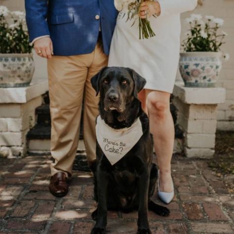 Dog Of Honor Bandana, Dog Of Honor, Dog Wedding Bandana, Gift For The Bride, Wedding Handkerchief, Save The Date Photos, Palm Springs Wedding, Miniature Poodle, Bull Mastiff