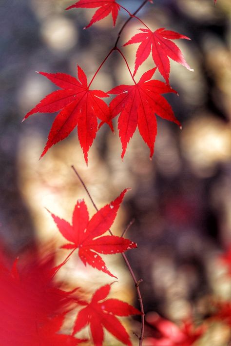 Red Maple Leaves | JP Shen | Flickr Japanese Maple Leaf Tattoo, Japanese Images, Maple Leaf Art, Japanese Red Maple, Red Maple Tree, Red Maple Leaf, Beautiful Leaves, Red Maple, Team Canada